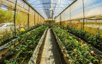 Révolution verte : la ferme bio adopte drones, capteurs et biostimulants