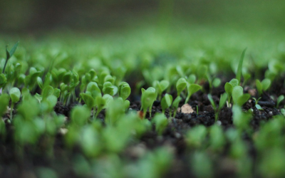 Le marché bio mondial explose entre innovation et défis durables