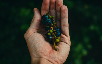 L’agriculture bio bat un record grâce aux innovations