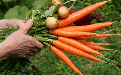 Agriculture biologique se réinvente avec innovations technologiques et durables